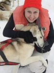 Dogsled dogs in Skagway  Alaska
