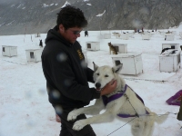 Dogsled in Skagway  Alaska