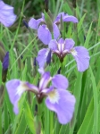 Wild Iris\'s in Dyea