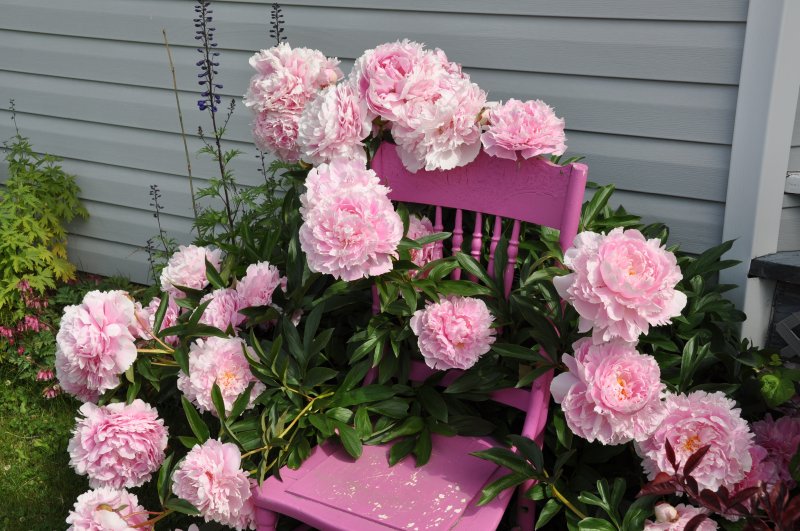 peonies skagway alaska