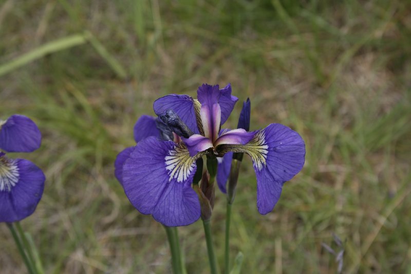 Wild Iris Skagway Alaska