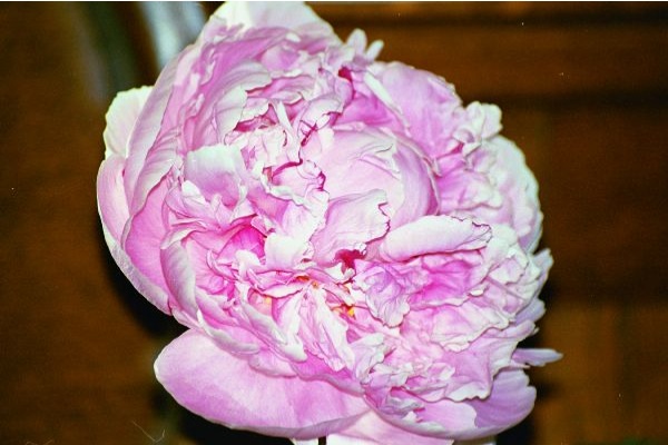Peonies Skagway
