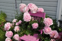 peonies skagway alaska