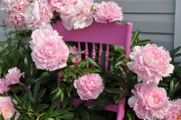 peonies skagway alaska