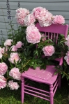 peonies skagway alaska