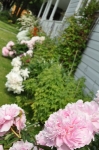 peonies skagway alaska