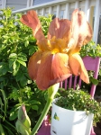 Iris Mile Zero Garden