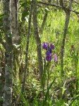 Wild Iris Dyea Alaska