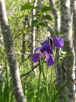 Wild Iris Dyea Alaska