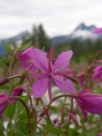 Fireweed Skagway Alaska