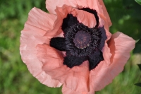 Poppy Skagway Alaska