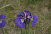Wild Iris Skagway Alaska