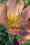 Iris Skagway Alaska