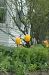 Tulips Skagay Alaska