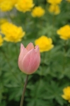 Tulips Skagway Alaska