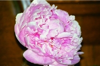 Peonies Skagway