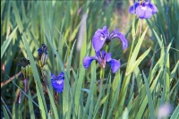 iris
