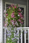 Hanging baskets Skagway Alaska