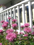 Pink Flowers Skagway Alaska