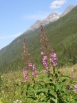 Fireweed Skagway Alaska