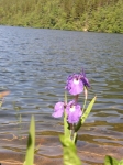 Wild Iris Skagway Alaska