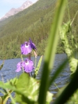 Wild Iris Skagway Alaska