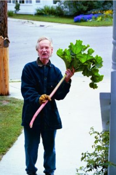 Huge Rhubarb in Skagway Alaska