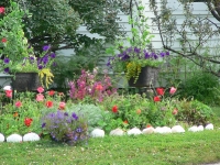 Flowers in Skagway Alaska
