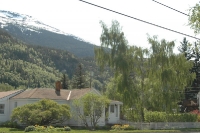 Trees in Skagway Alaska