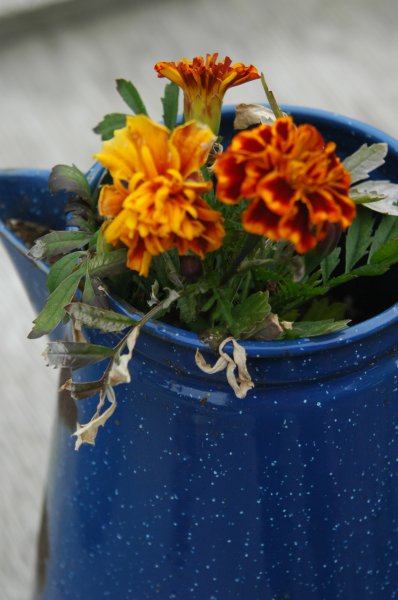 Flowers in a tea pot skagway ALaska